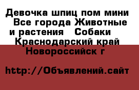 Девочка шпиц пом мини - Все города Животные и растения » Собаки   . Краснодарский край,Новороссийск г.